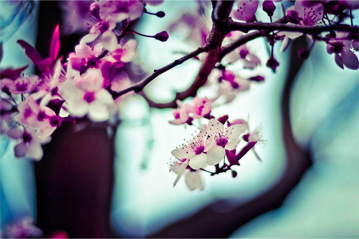 Minh họa chi tiết 2 cho Lào Cai có gì chơi?